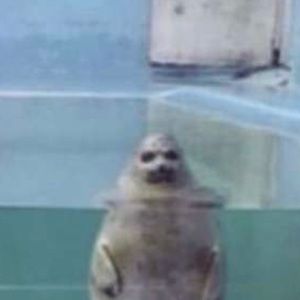 Meet your Posher, Brooks